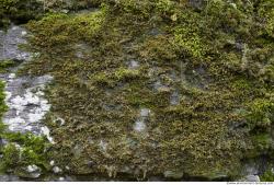 Photo Textures of Moss